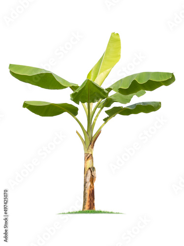 isolated big Banana tree on White Background.Large Banana trees database Botanical garden organization elements of Asian nature in Thailand  tropical trees isolated used for design  advertising