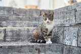 Homeless gray one-eyed cat sits on stone steps in Herceg Novi