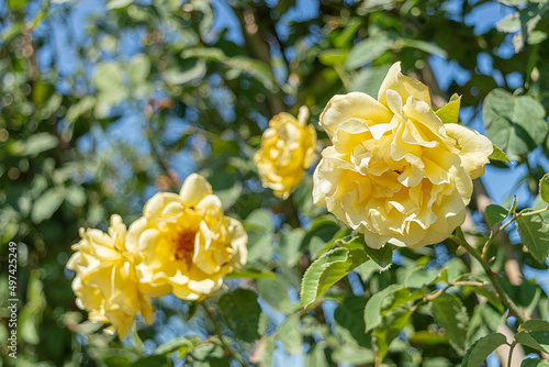 Beautiful blooming bud or inflorescence of a Rose climbing 