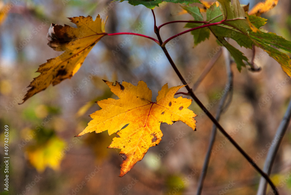 Obraz premium autumn maple leaves