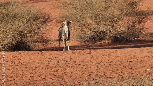 An antelope standing alone in the desert looking at the camera. Namibia, Africa. photo