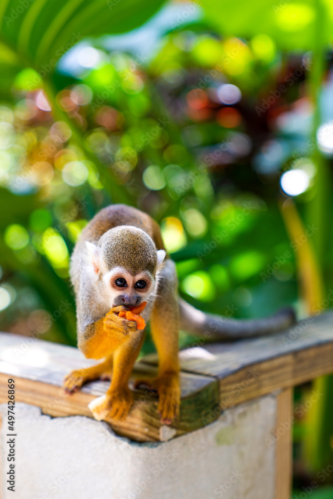 Fototapeta premium Funny little saimiri monkey sits on a wooden fence in the jungle. Excursion to Monkey Land Zoo