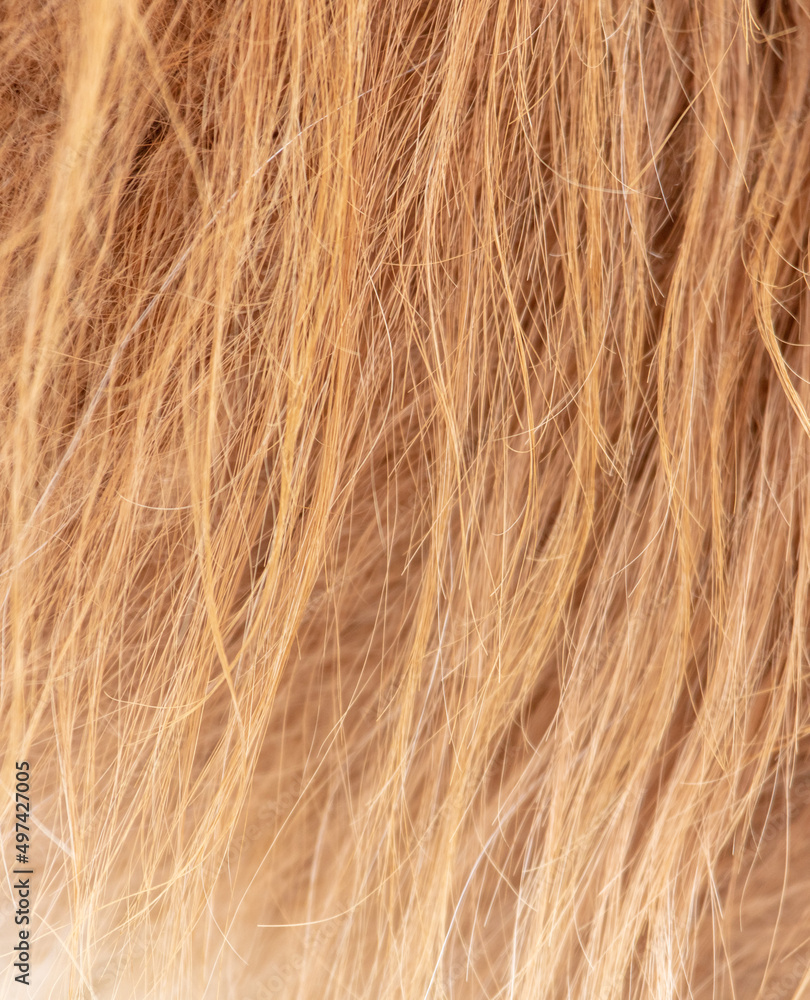Naklejka premium Llama fur as an abstract background.