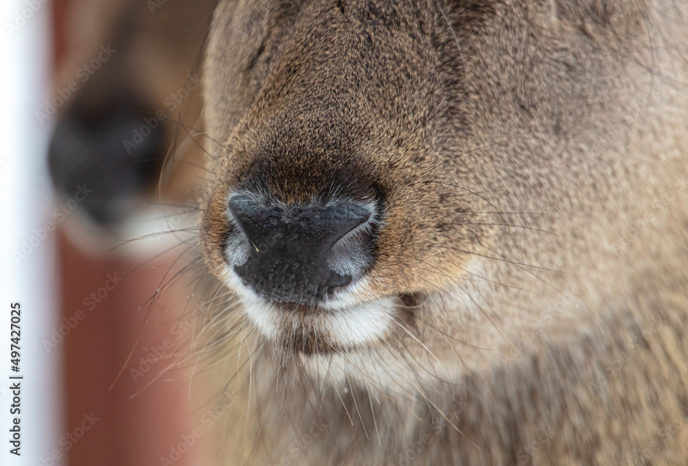 Nose and mouth of a deer in a zoo.