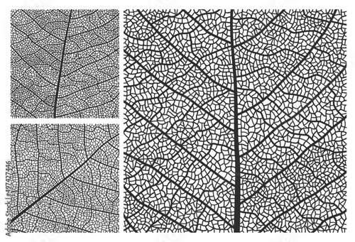 Leaf texture pattern background with veins and cells. Vector closeup plant leaf pattern set with monochrome ornaments of maple, birch or walnut tree leaves mosaic structure, nature abstract backdrop