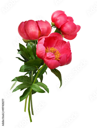 Bouquet of coral peony flow...