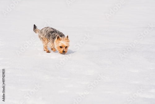 Yorkshire Terrier schnüffelt im Schnee © Petra Fischer