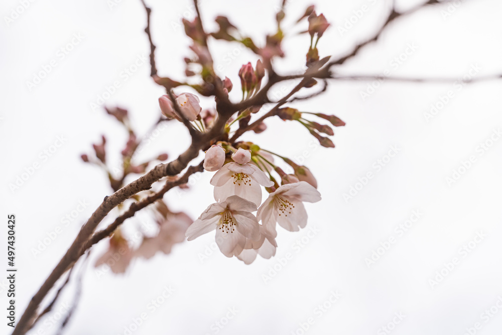桜、春、目黒川 桜、春、目黒川