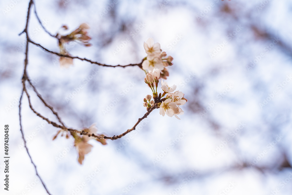 桜、春、目黒川