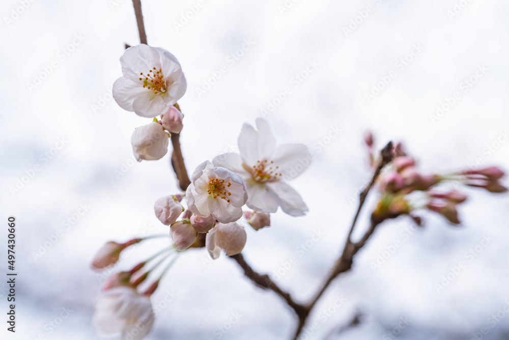 桜、春、目黒川 桜、春、目黒川