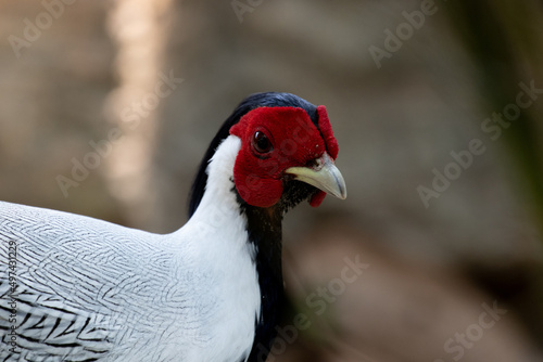 close up Silver Pheasant, Lophura nycthemera © foreverhappy
