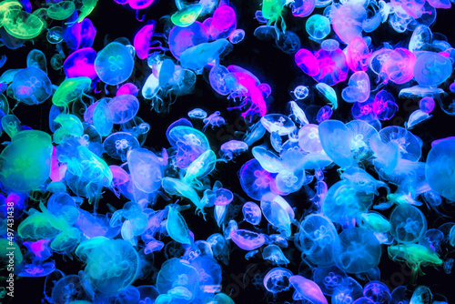 Billede på lærred many colorful jellyfish on the dark sea
