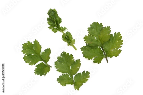 Coriander or Cilantro Leaves Isolated on White Background, Also Known as Dhania photo