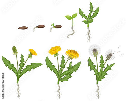 Set of dandelion life cycle