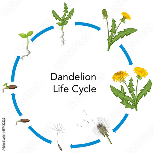 Set of dandelion life cycle