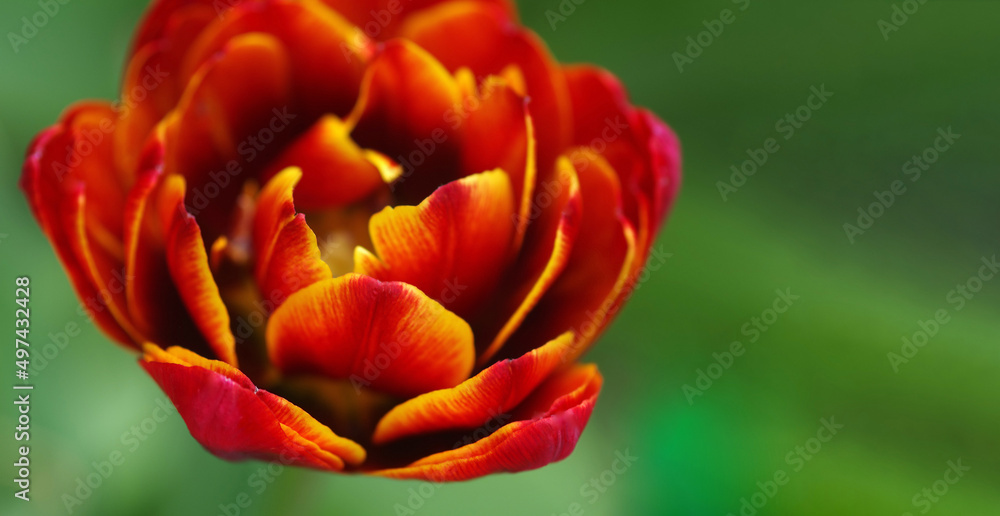 Beautiful red-orange tulips in the garden Beautiful red-orange tulips in the garden
