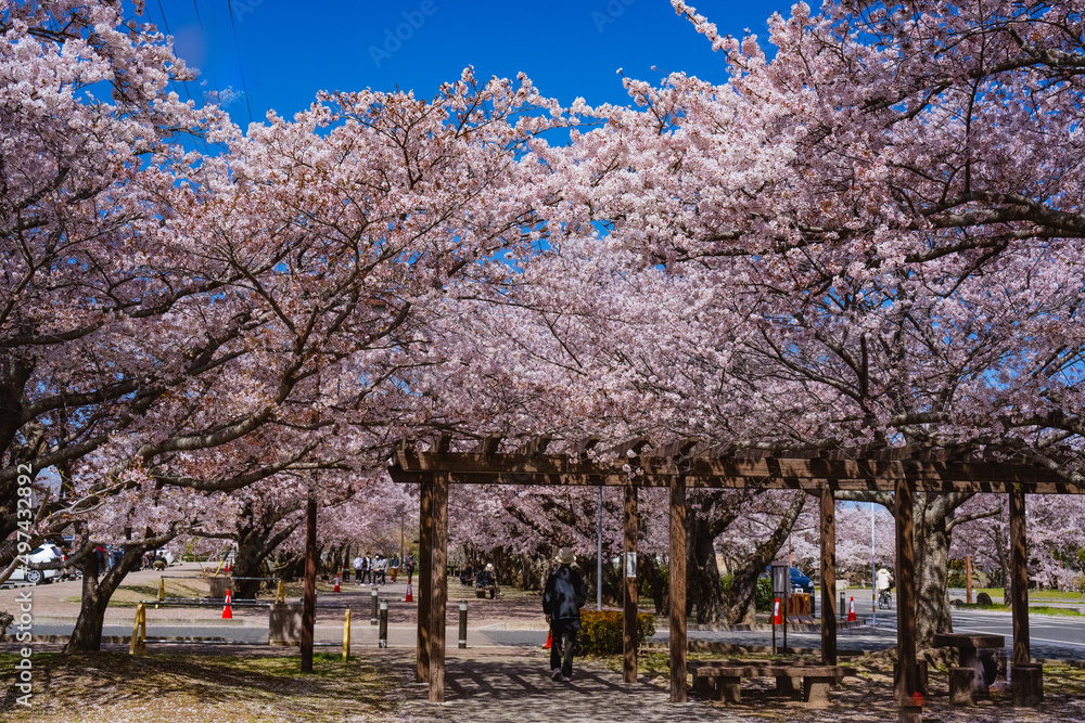 大貞公園の桜