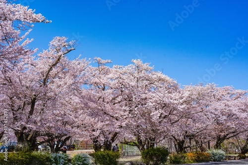 Wallpaper Mural 大貞公園の桜 Torontodigital.ca