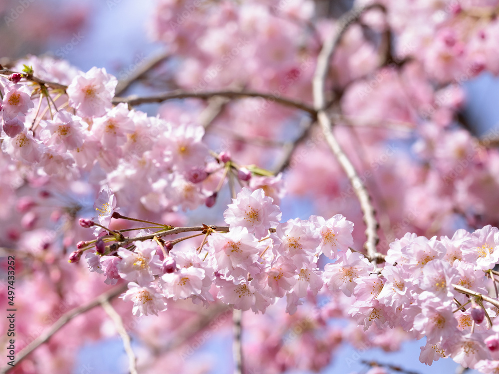 しだれ桜