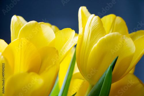 Beautiful yellow bouquet of tulips in spring  congratulations on the holiday.