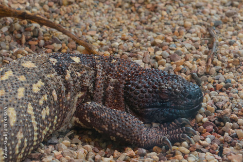 The Arizona gilatooth or vest is a poisonous lizard of the gilatooth family.