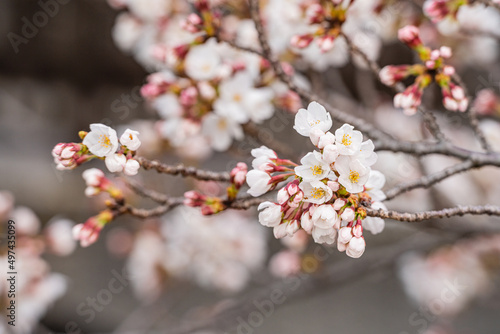 桜、早春