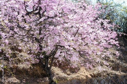 Wallpaper Mural 満開の桜 Torontodigital.ca