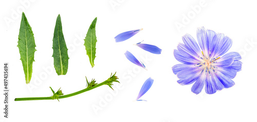 Chicory. Collection of flower and chicory leaves. Isolated floral elements.