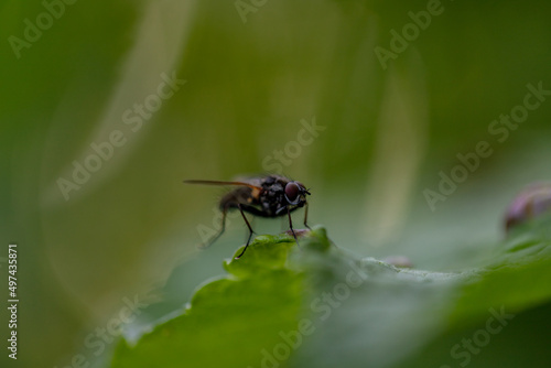 House fly, Fly, House fly on green leaf blurred background © Neils