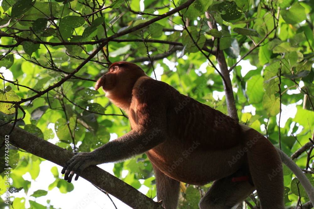 Obraz premium 木登りするテング