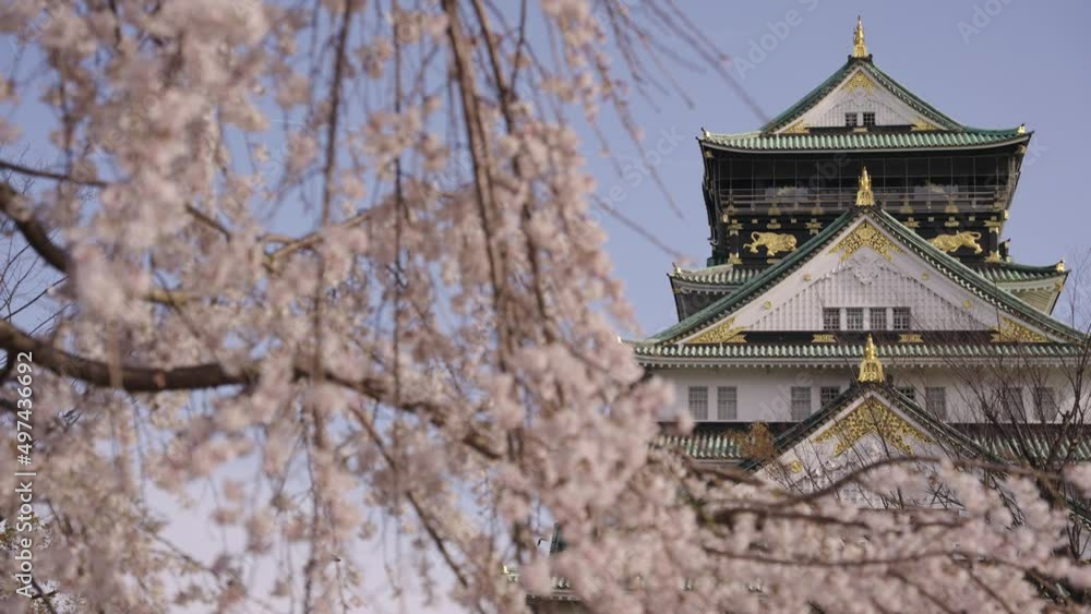 4k Osaka Castle in Spring, Rack Focus Reveal From Sakura Tree 4k Osaka Castle in Spring, Rack Focus Reveal From Sakura Tree