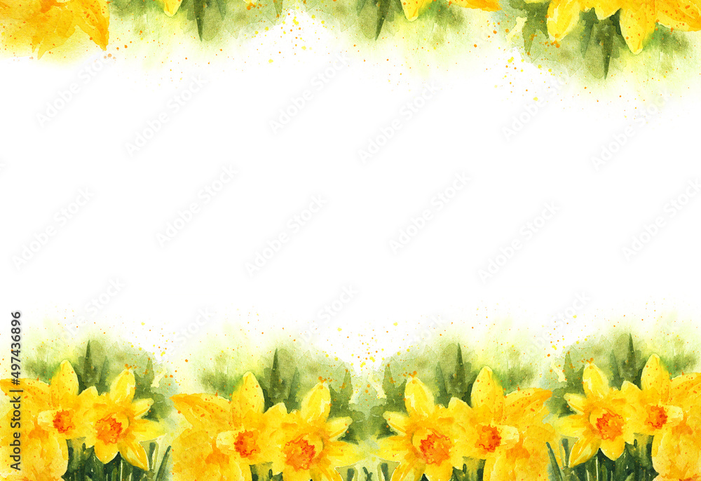 white background with watercolour spring flowers, yellow narcissus, hand drawn sketch, romantic