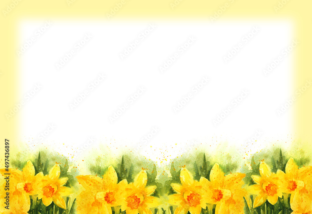 white and yellow background with watercolour yellow narcissus, spring flowers, hand drawn sketch, romantic