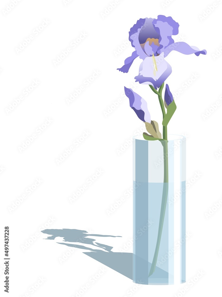 Vector illustration of pink iris in a glass vase, isolated on white background