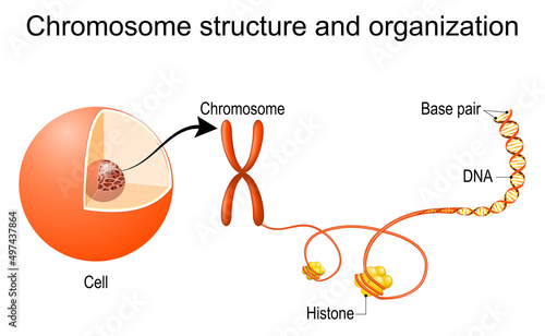 Chromosome structure and organization