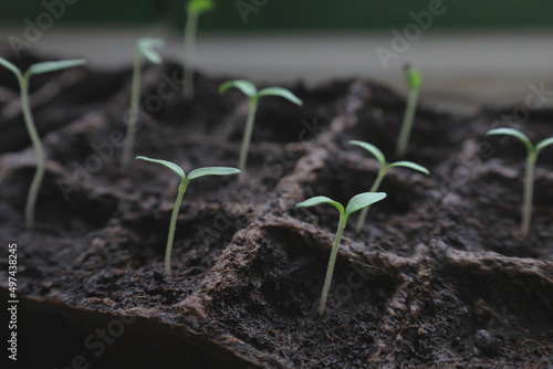 Seedlings of tomato growing from the soil 