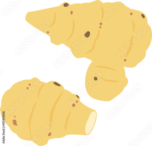 キクイモ