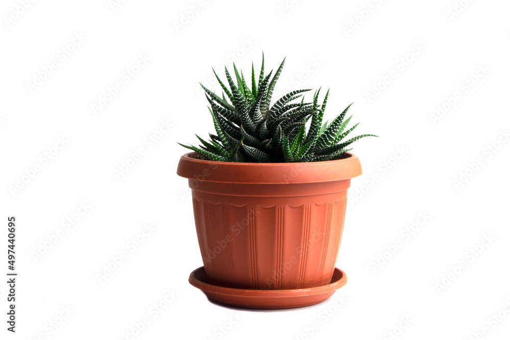 Fototapeta premium Aloe vera in pot isolated on white background