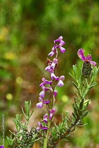 orchidées orchis bouffon dans les alpilles