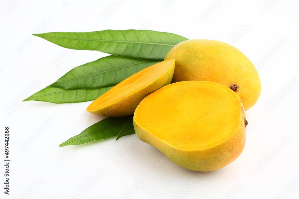 King of fruits; Alphonso Mango fruit with green leaf isolated on white background