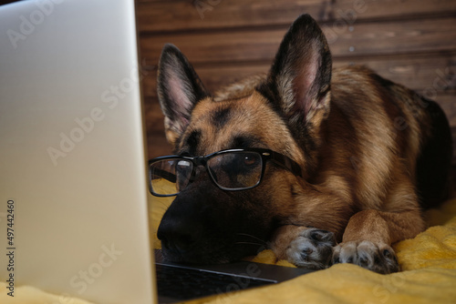 Charming pedigreed domestic dog freelancer with glasses learns using Internet. Black and red German Shepherd is lying on bed on yellow plaid against wooden wall and working on laptop online. © Ekaterina