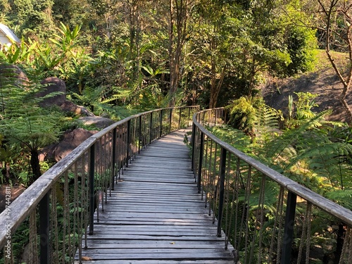 Trekking way through the rain forest jungle trail.Beautiful and nature