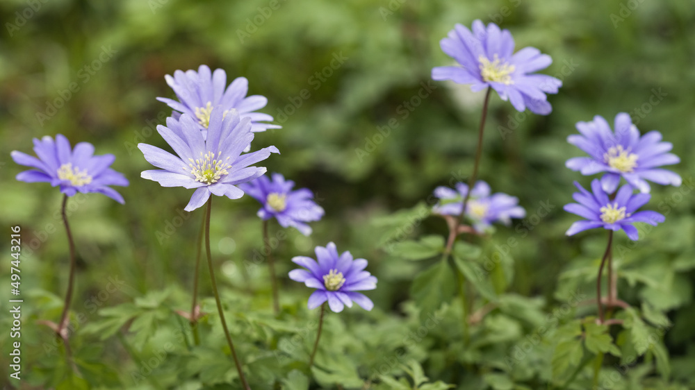 Balkan Windröschen (Anemone blanda) Balkan Windröschen (Anemone blanda)