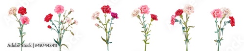 Carnation bouquets. Set of red, pink, white flowers, green leaves on empty background. Digital realistic illustration for Mother's Day, Victory Day. Vintage vector in watercolor style. Panoramic view