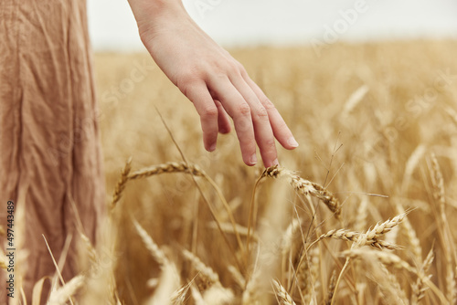 Woman hands spikelets of wheat harvesting organic autumn season concept