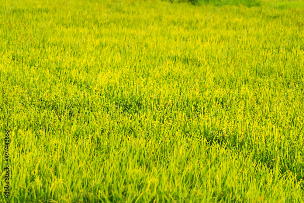 Rice Fields And Sunset For Background. Golden Rice Fields. Rice Fields 