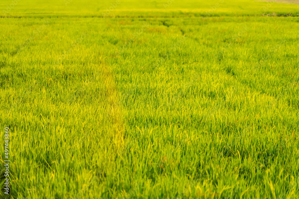 Obraz premium Rice fields and sunset for background. Golden Rice fields. Rice fields Thailand.