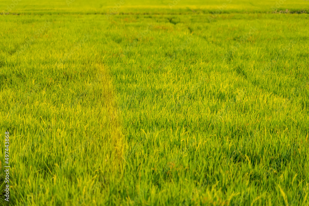 Rice fields and sunset for background. Golden Rice fields. Rice fields Thailand. Rice fields and sunset for background. Golden Rice fields. Rice fields Thailand.