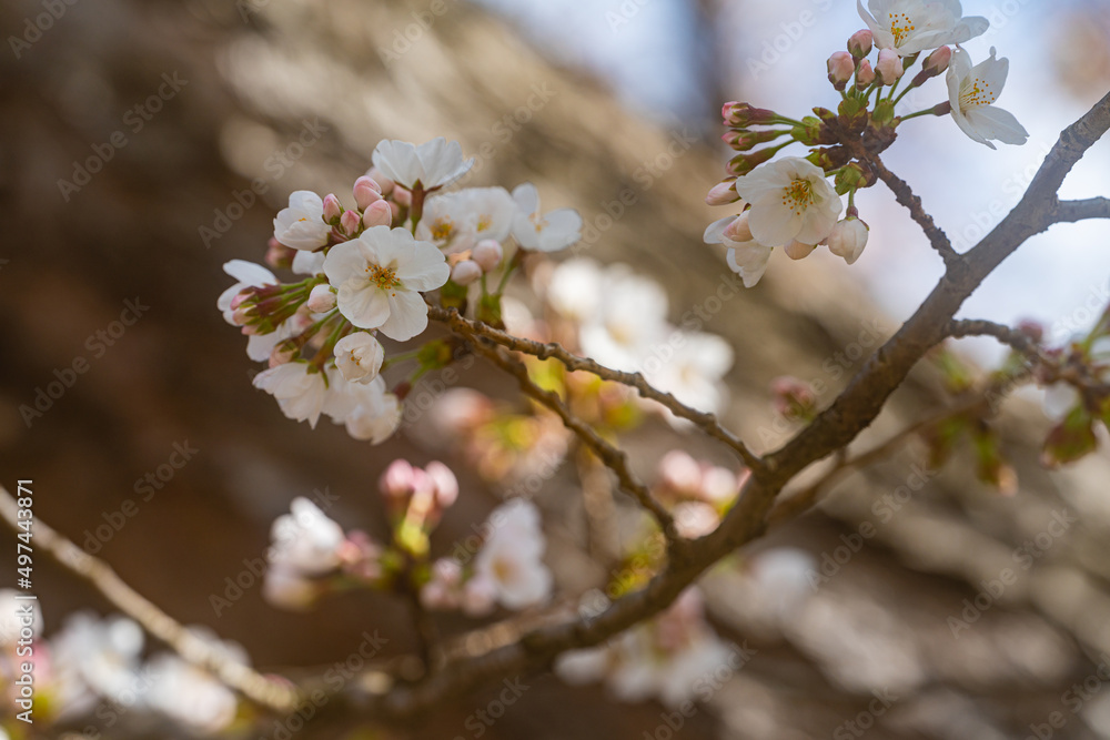 桜、初春