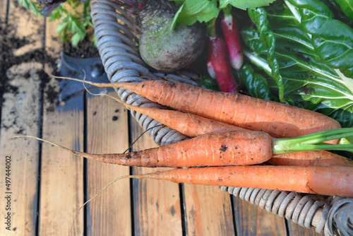 carrots and other organic vegetables in a basket  freshly harvested from gard...